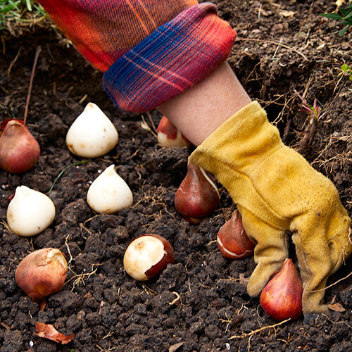 Green Team – October Bulbs