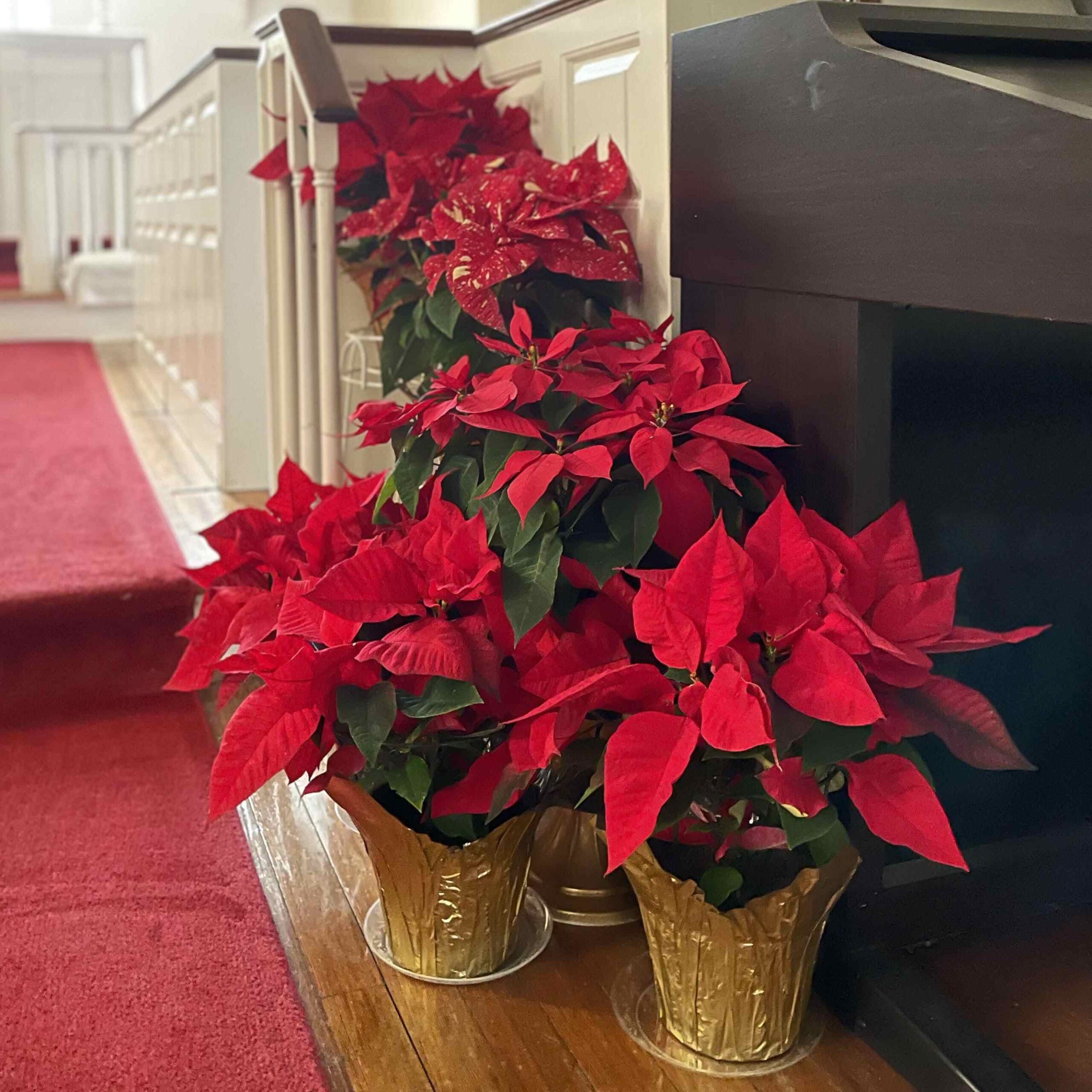2025 Christmas Flowers